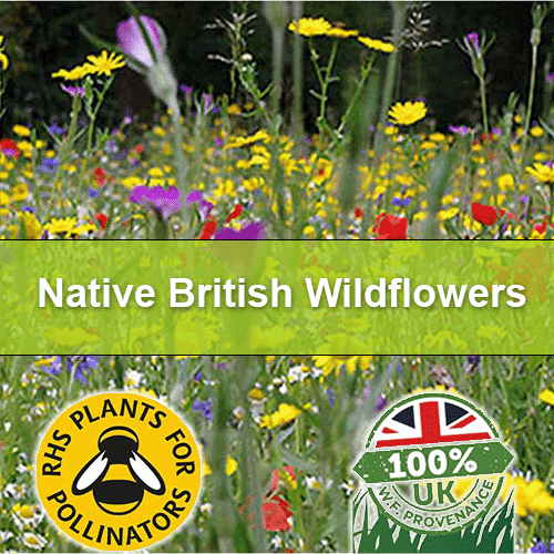 IDS-Wildflower-generic