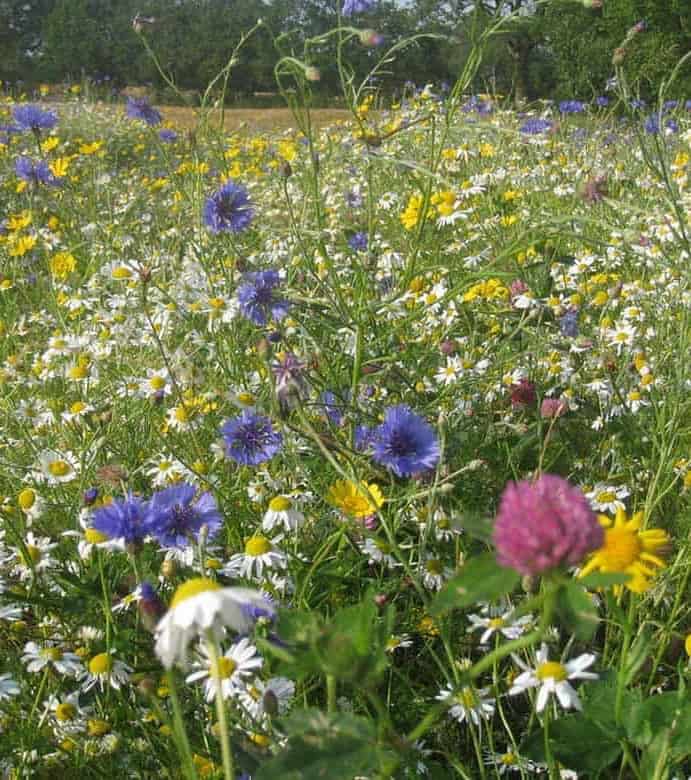 I-DS 70/30% Native British DUAL PURPOSE Wildflowers 1 Species rich wildflower