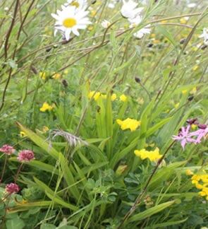 100% NATIVE BRITISH DUAL PURPOSE Wildflowers 3 80/20 BUTTERFLY & BUMBLE BEE FLOWER MIXTURE