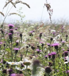 100% NATIVE BRITISH DUAL PURPOSE Wildflowers 4 80/20 CHALK & LIMESTONE WILD FLOWER MIXTURE