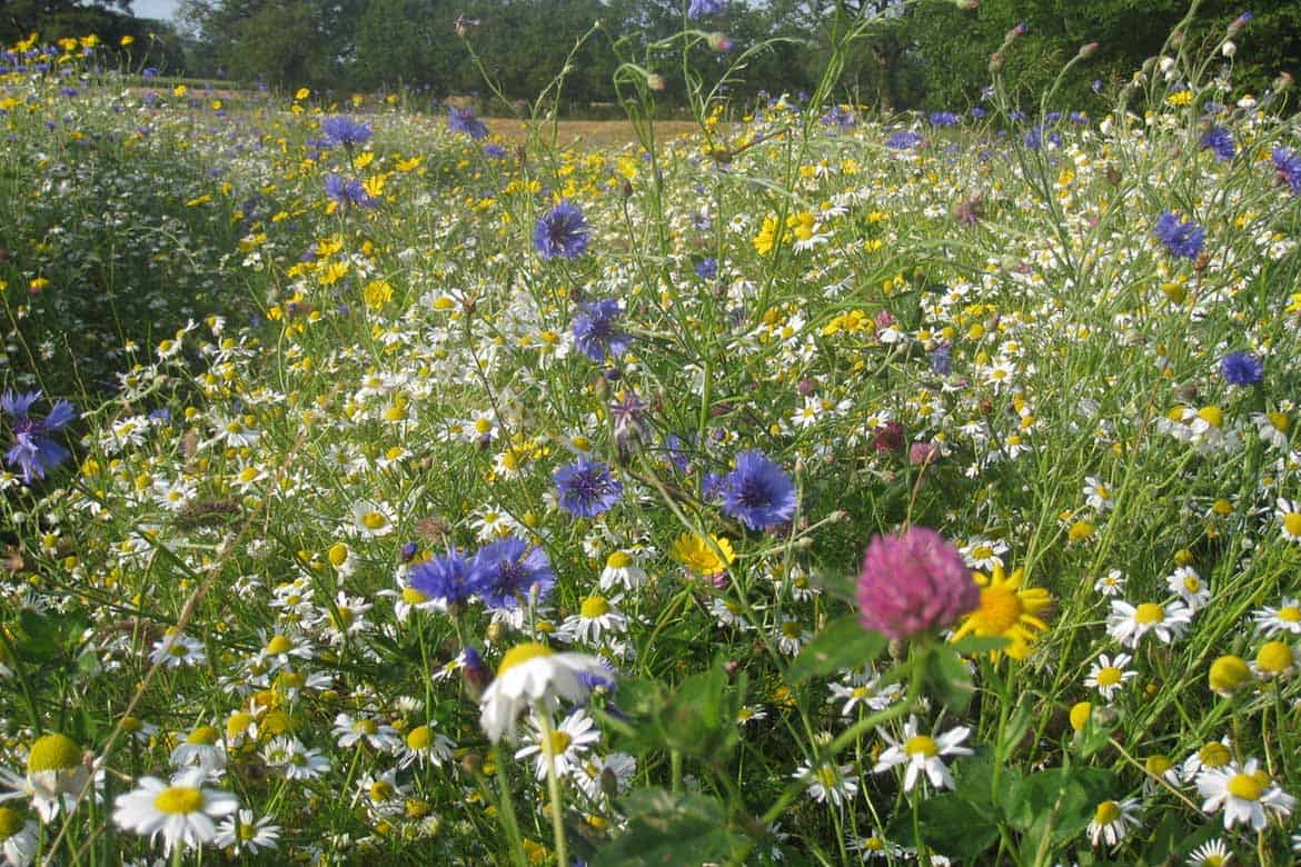 Species-rich-wildflower