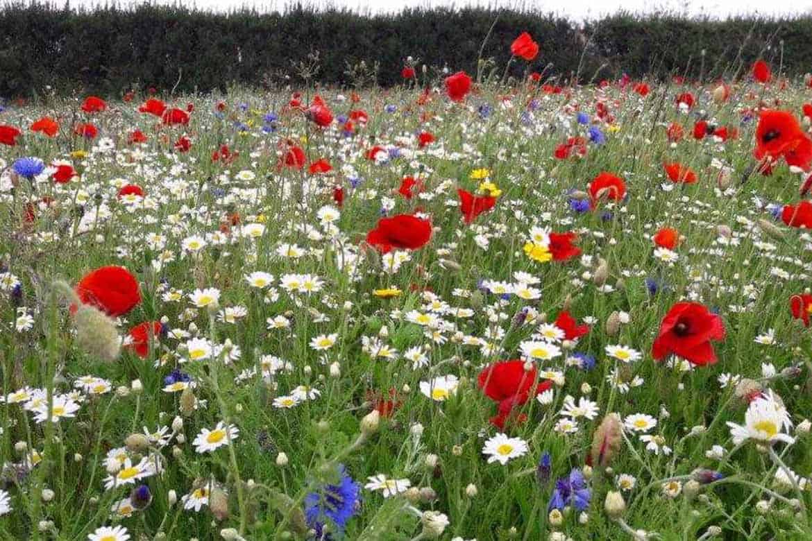 100% CORNFIELD ANNUAL Wildflower 1 cornfield-annual