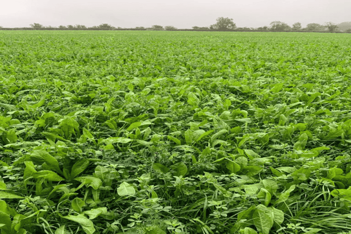 IDS - Supreme Long Term Herbal (Economy)